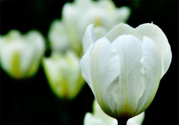 郁金香花语的含义与象征（解读郁金香的花语）