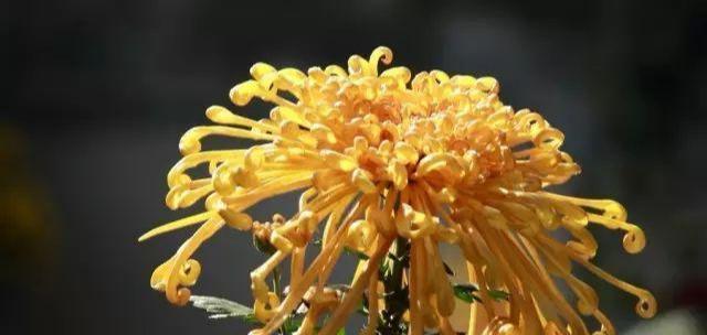 悲伤花语之——紫罗兰（蕴含哀愁的紫色花朵）