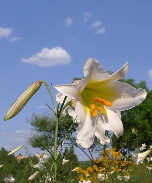 疯狂的花语——紫罗兰花（探究紫罗兰花的花语）