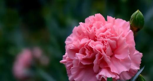 感恩之花——菊花花语是什么？揭秘菊花的感恩花语及文化背景