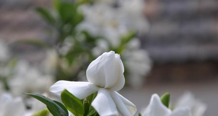 栀子花的花语之深情与纯洁是什么？探寻栀子花花语的含义和传承之美