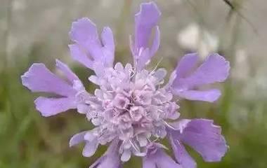 孤独迷茫的花语是什么花？迷失在忧伤中的寂寞花，探寻寂寞花的美丽与哀愁