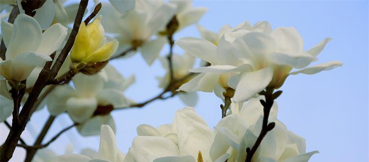 和谐之花牵牛花的花语是什么？探寻牵牛花的和谐之美