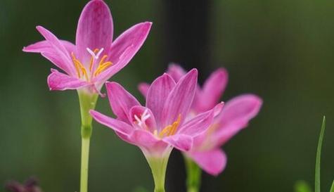 什么花代表加油努力的花语？花语加油努力，激励你前行