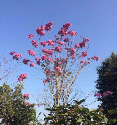 紫花风铃木有什么花语与寓意？探索紫花风铃木的神秘花语