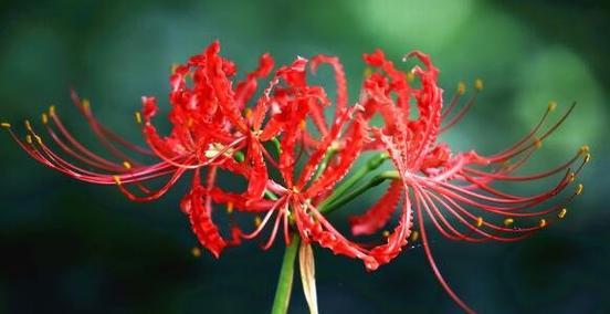 苦瓜花为什么有代表绝望的花语？探寻苦瓜花的花语及象征意义