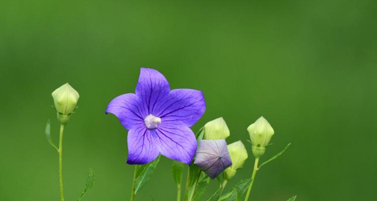 桔梗的花语及其象征意义（探究桔梗花的花语）