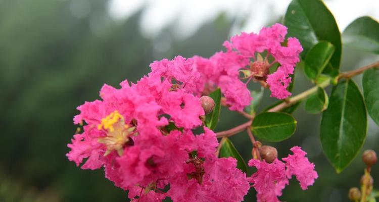 昆山市花的意义及其相关故事（昆山市花梅花的美丽与寓意）