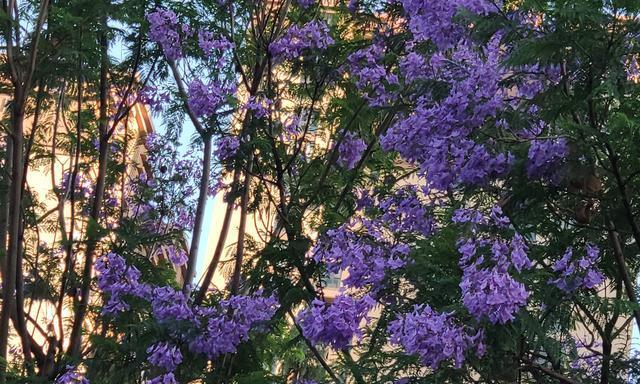 以蓝花楹的花语和寓意（探索蓝花楹的意义和象征）