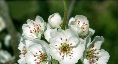 梨花花语与其代表意义（梨花花语的美好寓意与象征意义）