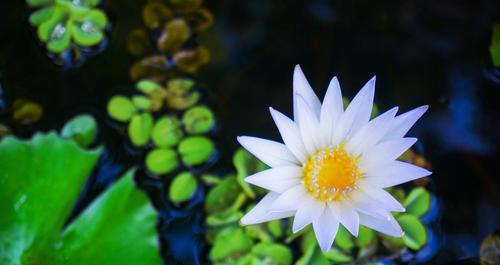 莲花的象征意义与美丽之韵（探寻莲花的文化内涵与美学价值）