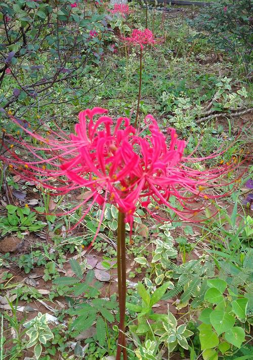 龙爪花（探寻龙爪花的花语和文化象征）