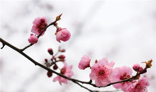 梅花的花语与意义（传递坚韧与纯洁的梅花）