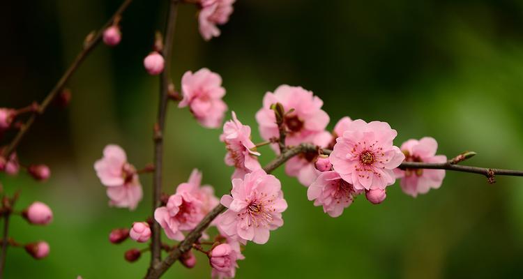 梅花与十二生肖的象征意义（探寻梅花在十二生肖文化中的独特角色）