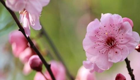 梅花的花语与代表意义（传递寒冷中的坚韧与希望——以梅花花语和代表意义为主题的探讨）