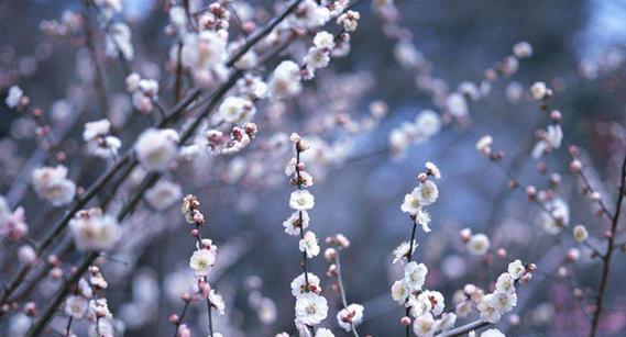 梅花花语（一朵梅花）