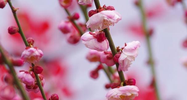 梅花代表的人生境界（梅花）