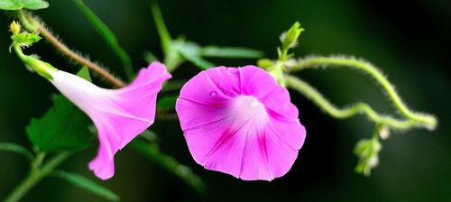 牵牛花（探寻牵牛花所代表的深意）