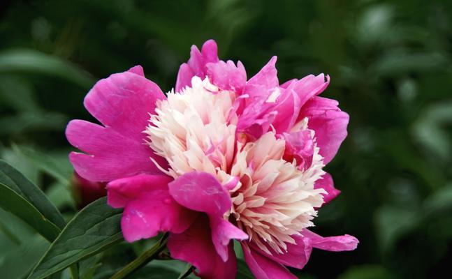 芍药花的象征意义及文化价值（探索芍药花的内涵与传统）