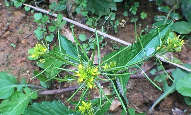 十字花科植物的主要特征（了解十字花科植物的形态和生物学特性）