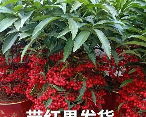 花草寓意与财富的象征（以花为媒）