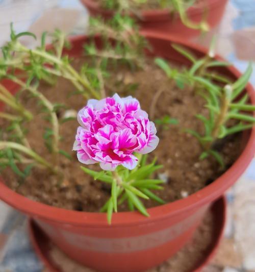 以鲜花代表感谢的美好之情（感恩的花语与花卉礼仪）