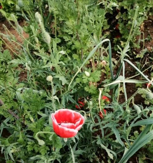 孤独忧郁的代表花（寂寞与忧伤的芬芳世界）