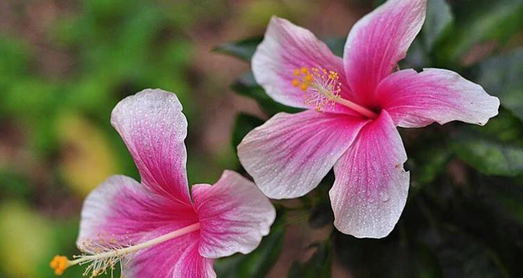 花语传情（用花朵代表喜欢）