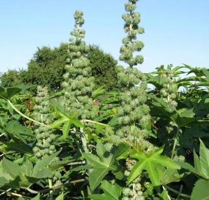 蓖麻种植时间详解（最佳种植时间）