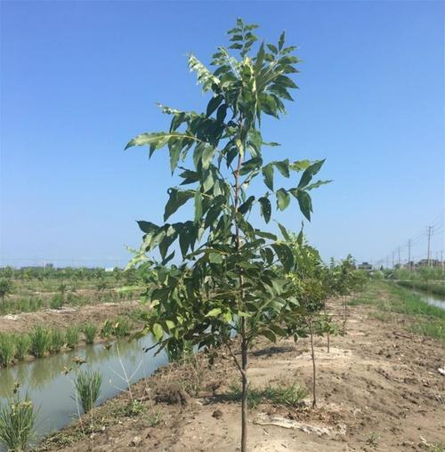 碧根果的生长环境（探寻碧根果适生的地理条件和生态环境）