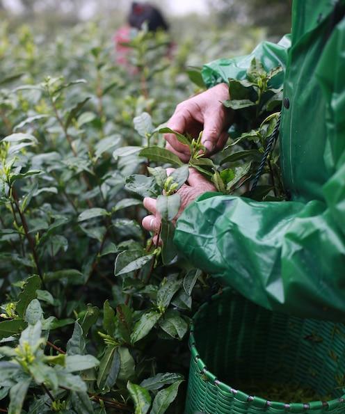 碧螺春的采摘时间和收获季节（一杯淡雅清香的品茶之旅）