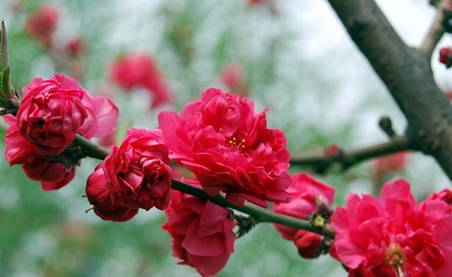 碧桃的生长周期及采摘时间（从花朵到成熟果实）