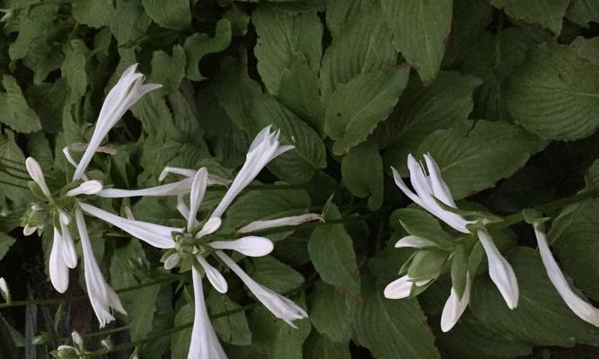 碧玉花风水与摆放（了解碧玉花的吉祥寓意）