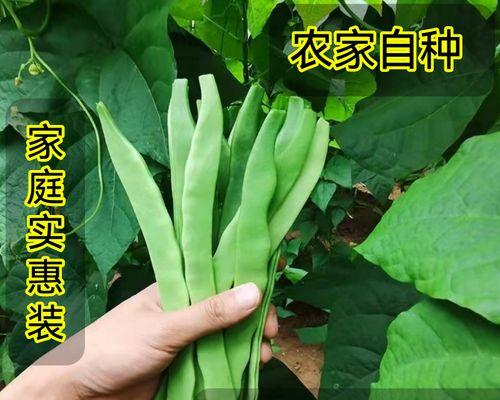 扁豆的花盆种植方法（轻松打造迷你菜园）