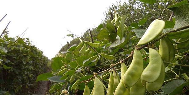 扁豆的种植技巧（什么时候是扁豆最佳播种时间）