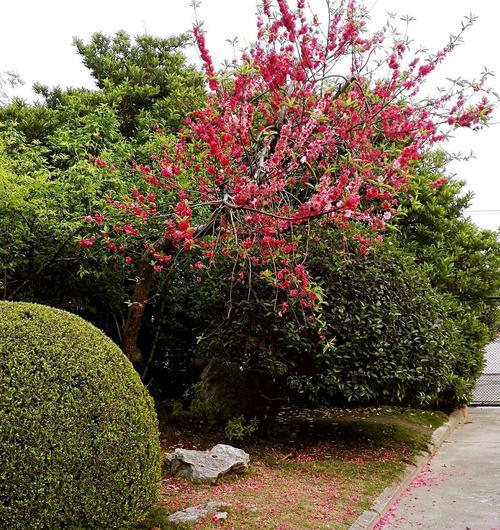 怅惘花语——寄托心灵的花朵（倦怠）