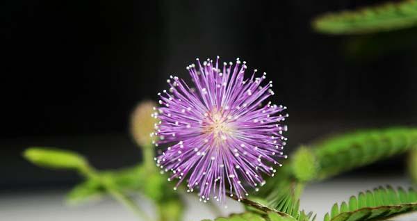 害羞花的花语（揭秘花朵的害羞内心）