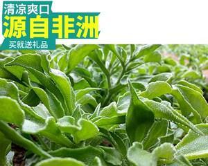 探寻冰草的故乡（发现冰草的产地和生长环境）