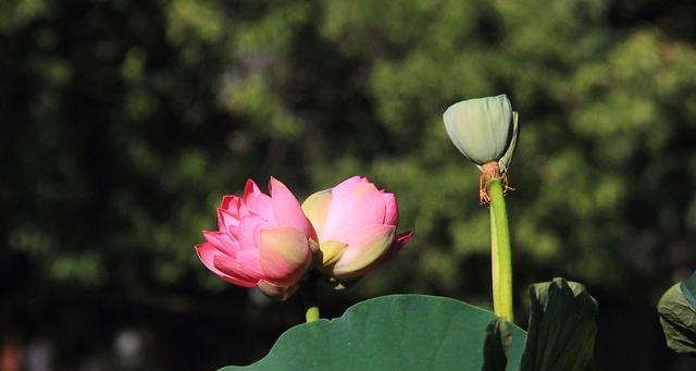 并蒂莲的美与寓意（解读并蒂莲的文化内涵及象征意义）