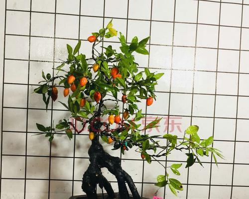 如何种植黑塔子开花结果（黑塔子养护技巧）