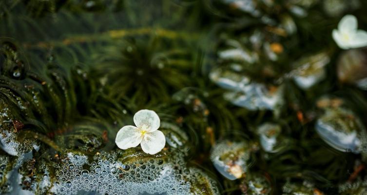 黑藻不是被子植物（探究黑藻的分类和特征）