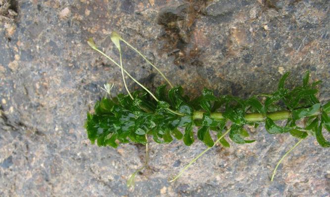 探究黑藻的分类和特点（黑藻是藻类植物吗）