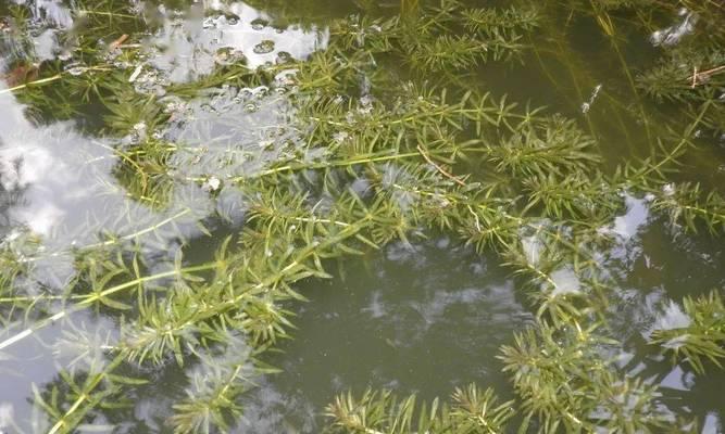 探究黑藻的分类和特点（黑藻是藻类植物吗）