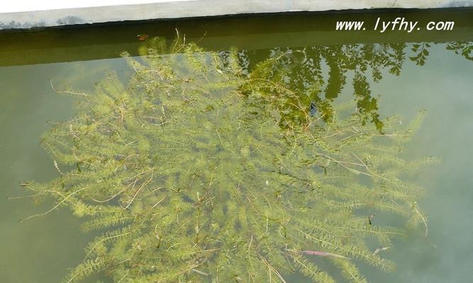 黑藻的生态特征及其在生物科技中的应用（探索黑藻作为一类单细胞真核生物的特点和优势）