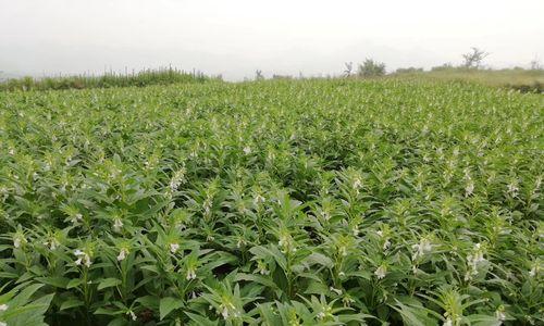 黑芝麻的种植方法与最晚种植时间（从选地到收获）