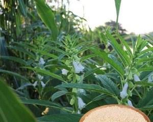 探秘黑芝麻的最佳品种（选择适合自己的黑芝麻种类）