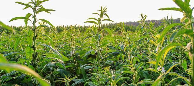 黑芝麻种植全攻略（时间、方法、技巧、管理）