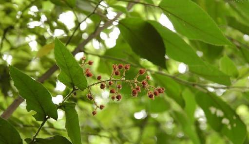 衡阳种樱桃可行性分析（探讨衡阳种植樱桃的前景及盈利状况）