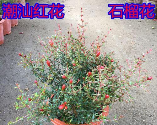 石榴花的寓意与象征（揭开石榴花之谜）