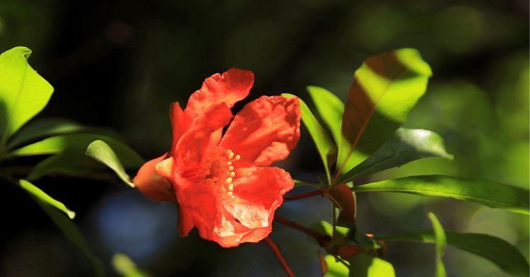 石榴花花语与寓意（探寻石榴花的神秘象征）